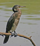 indian cormorant.jpg