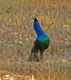 peacock (wild)2.jpg