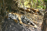tiger cubs mid day rest