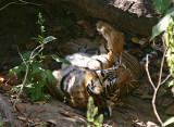 tiger 8.jpg