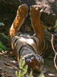 tiger 10.jpg
