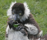 white ruffed lemur.jpg