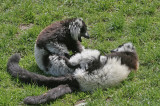 white ruffed lemurs.jpg