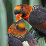 dusky lorikeets.jpg