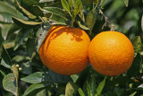 oranges 2.jpg