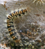 pine processioary moth caterpillar 2.jpg