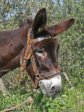 donkey 2.jpg