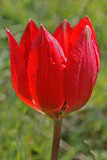 tulipa doerfleri 2.jpg wild tulip