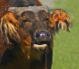 congo forest buffalo.jpg