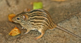 striped grass mouse.jpg