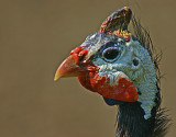 guinea fowl.jpg