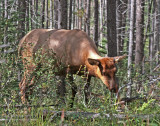 elk calf.jpg