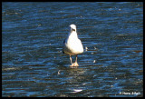 P1110218 Walk on water.jpg