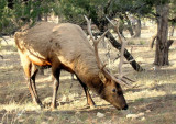 Grand Canyon Elk
