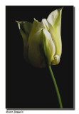 Tulipe blanche