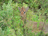 Dik dik, Arusha NP