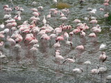 Arusha NP