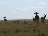 Serengeti