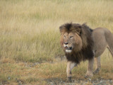 Ngorongoro