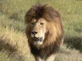 Ngorongoro, big male