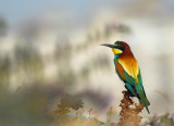 Bee Eaters 2