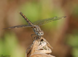 dragonflies 6.jpg