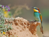 Bee Eaters 36.
