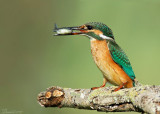 kingfishers