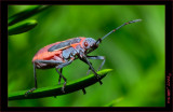 Brightly Colored Beetle
