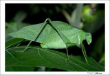 Angular-winged Katydid