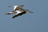 Common Red Shank