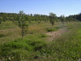 orchard0710110030.JPG