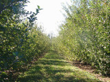 orchard0710110036.JPG