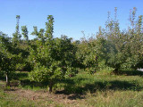 orchard0710110038.JPG