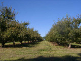 orchard0710110049.JPG