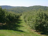 orchard0710120022.JPG