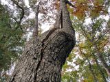 DSC00222.JPG