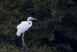IMG_0620.jpg