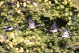 IMG_0687.jpg