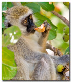 Day9LakeManyara_6712.jpg