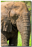 Day9LakeManyara_6868.jpg