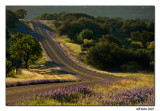 Bluebonnets and Country Rd