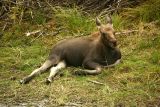 Moose calf
