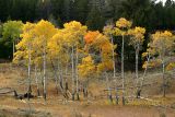 Fall foliage - Blacktail Plateau Drive