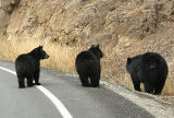 Rosie and cubs