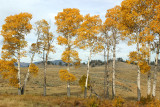 Fall colors