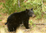 Cubbie