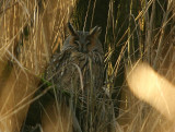 Long-eared Owl