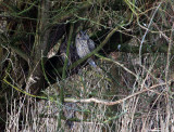 Long-eared Owls