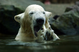 Eating fish